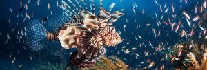 Aquarium Bay underwater sealife lionfish